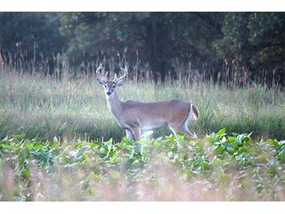 Property photo 24 - LARGE KANSAS AUCTION - 7,672+/- ACRES OFFERED IN 12 TRACTS IN CHAUTAUQUA COUNTY, KANSAS